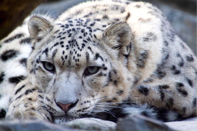 Welsh Mountain Zoo